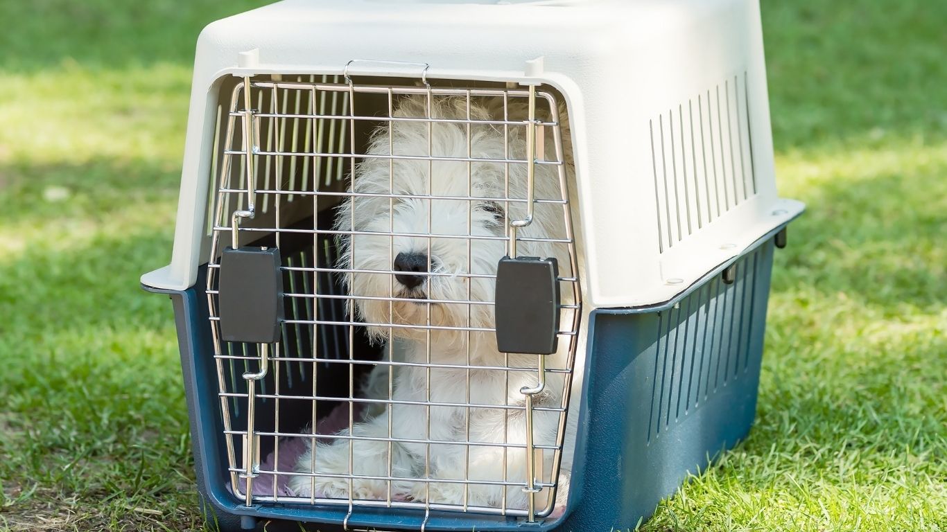 How to Crate Train a Puppy Fast