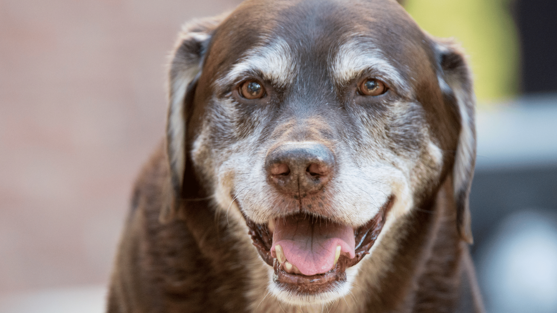How to Keep Your Senior Dog Healthy