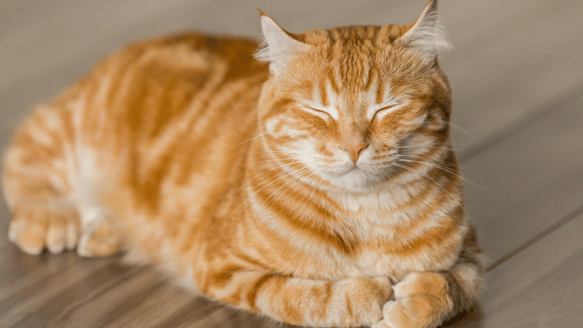 How to Know If Your Cat Is in Pain