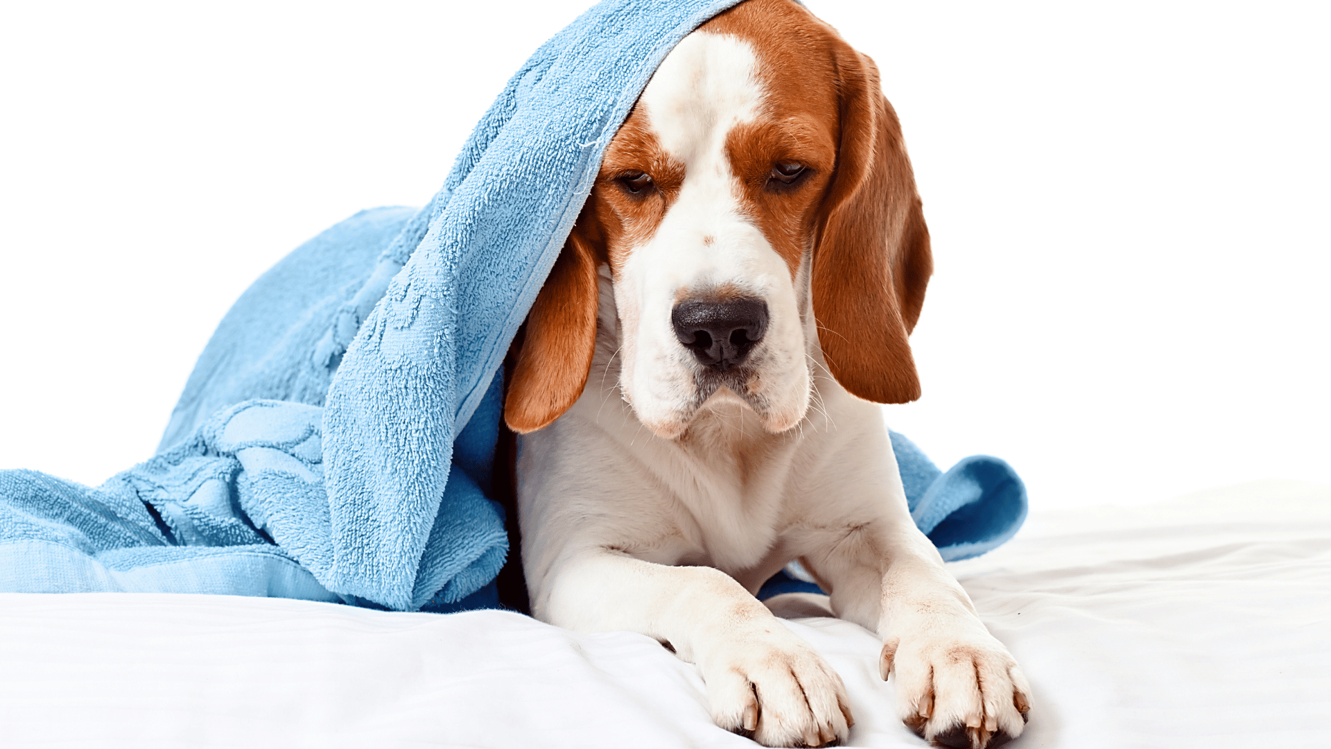 How to Tell If You Dog Is in Pain