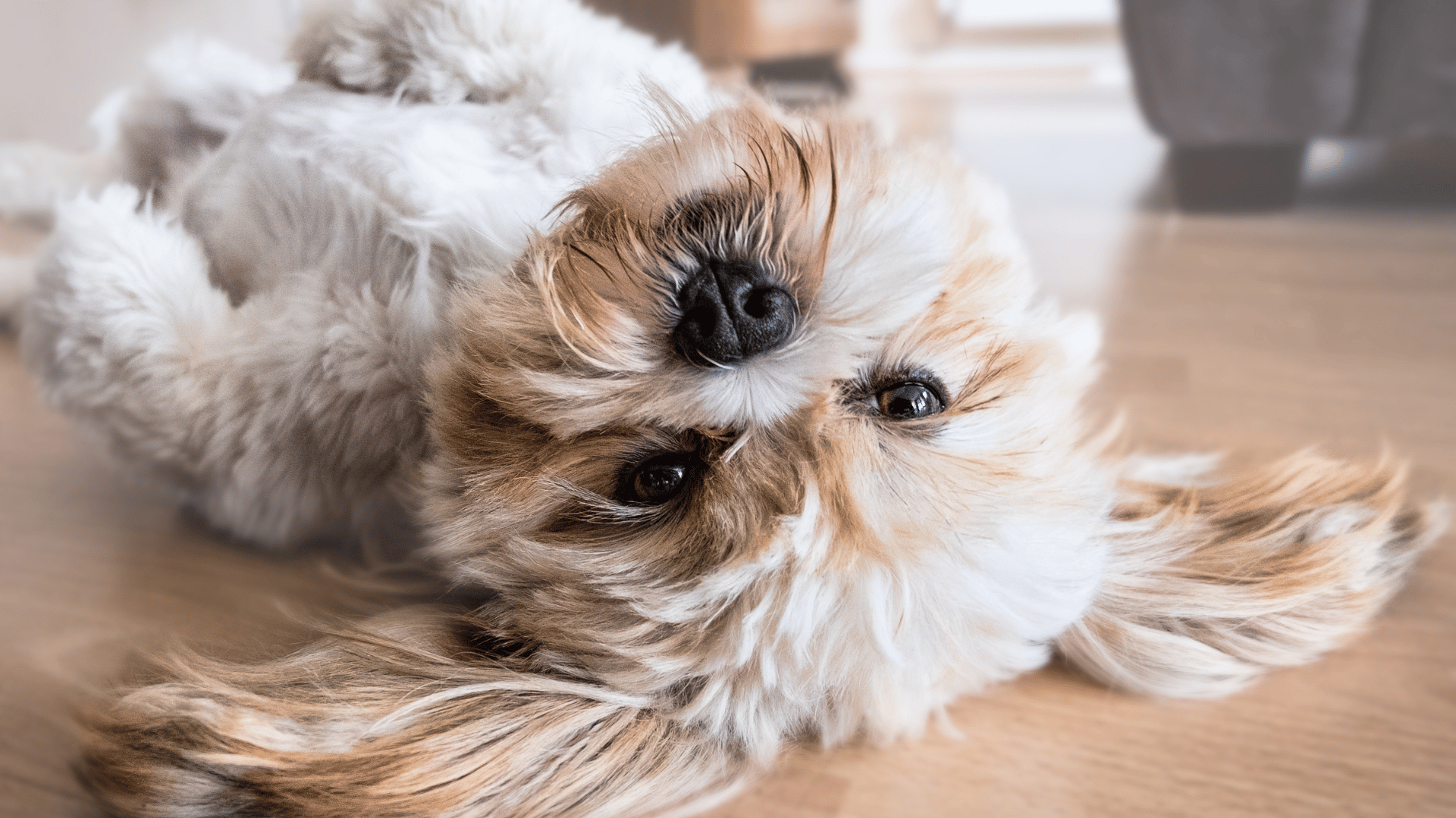 Is Your Dog Acting Weird