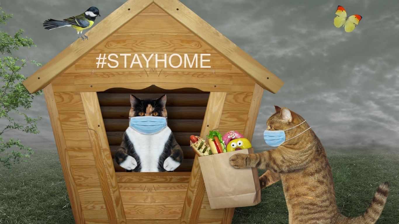 How To Build An Amazing Outdoor Cat House
