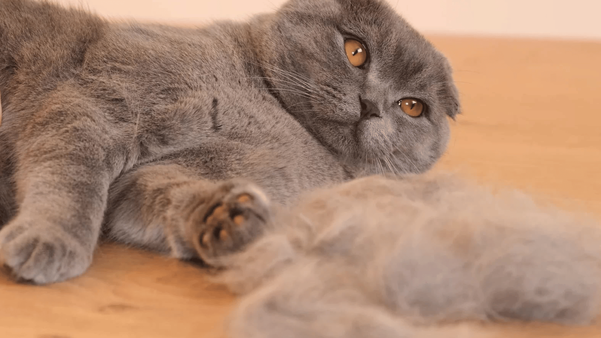 The Best Tips to Fur Shedding in Cats