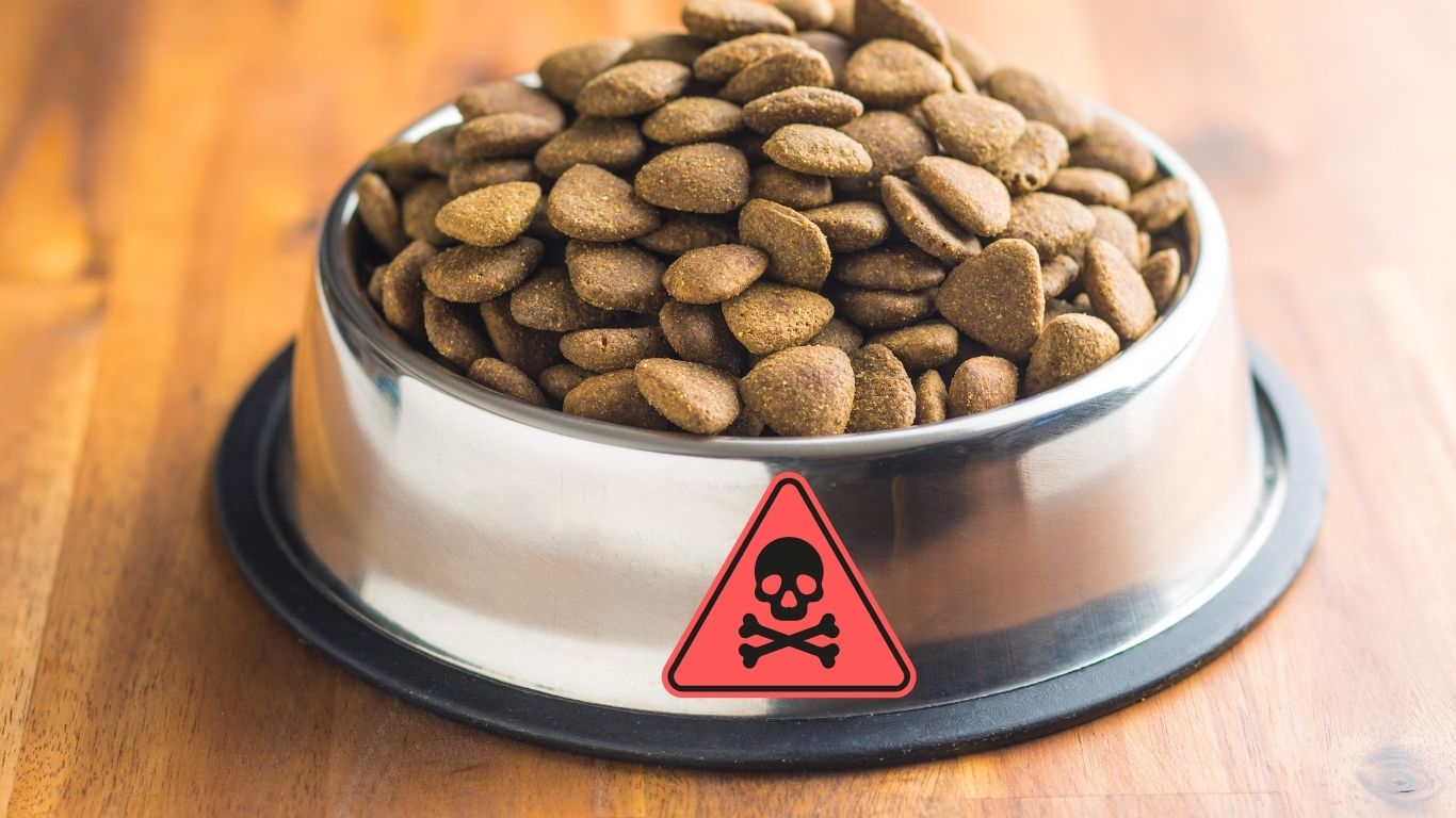 The Dog Foods That Are Toxic to avoid eating